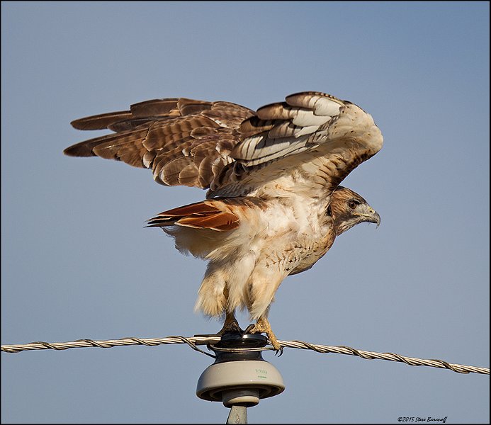 _5SB6018 red-tailed hawk.jpg